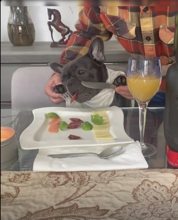 Frenchie Fancy Restaurant Rehearsal !